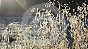 Beautiful long golden straws in late autumn morning sunshine swaying in light breeze in the arctic circle closeup