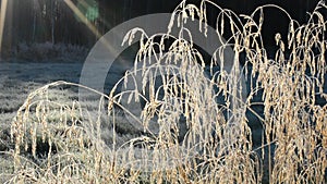 Beautiful long golden straws in late autumn morning sunshine swaying in light breeze in the arctic circle closeup