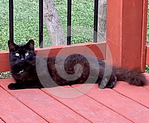 Feral Black TNR Cat