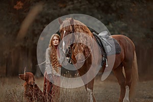 Beautiful long-haired blonde young woman in English style with red draft horse, Irish setter dog