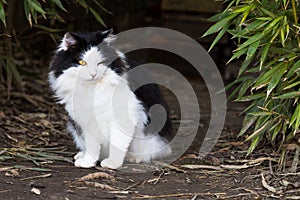 Beautiful long haired cat black and white color