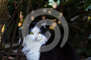 Beautiful long haired cat in the countryside, black and white color