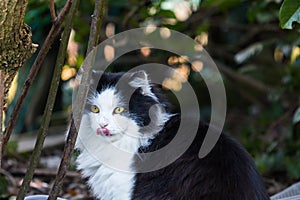 Beautiful long haired cat in the countryside, black and white color