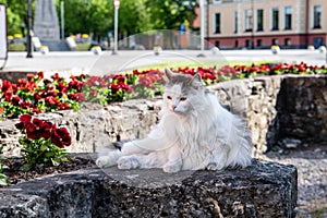 Beautiful long-haired cat. Rest and laze in the urban environment