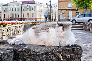 Beautiful long-haired cat. Rest and laze in the urban environment