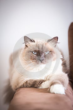 Beautiful long haired cat resting on sofa