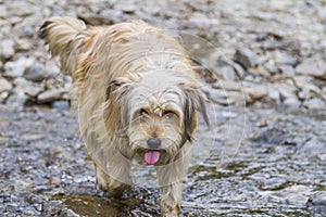 Beautiful long haired dog in a countryside on the river, Bichon Havanais breed