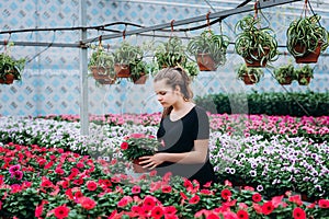 Beautiful long-haired girl in a greenhouse with flowers petunias in spring