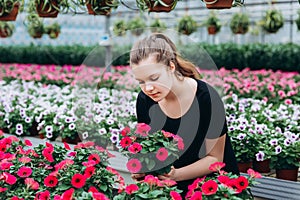 Beautiful long-haired girl in a greenhouse with flowers petunias in spring