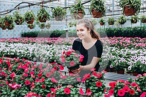 Beautiful long-haired girl in a greenhouse with flowers petunias in spring