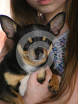 Beautiful long-haired little girl with a dog Chihuahua