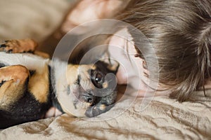 Beautiful long-haired little girl with a dog Chihuahua