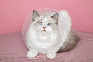 Beautiful long-haired ragdoll cat with bright blue eyes in studio onpink background. Pedigreed cats. . Exhibition condition. Pet