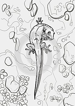 A beautiful long lizard. Reptile coloring page for children and adults, hand drawn illustration. A4 size. Design for