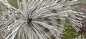 Beautiful long pine needles with white hoarfrost. Frozen branches of an evergreen plant. Trees froze in a terrible frost. Ice