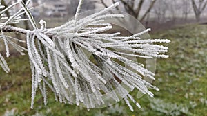 Beautiful long pine needles with white hoarfrost. Frozen branches of an evergreen plant. Trees froze in a terrible frost. Ice