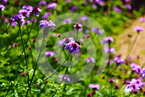 Beautiful long stemmed purple flowers with lush green leaves in the garden