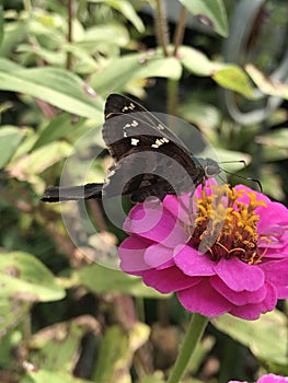 Beautiful Long-tailed Skipper Butterfly - Urbanus proteus - on Pink Zinnia Blossom