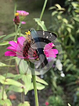 Beautiful Long-tailed Skipper Butterfly - Urbanus proteus - on Red Zinnia Blossom