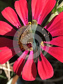 Beautiful Long-tailed Skipper Butterfly - Urbanus proteus - on Red Zinnia Blossom