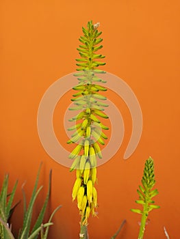 Close up of an aloe vera flower. Plano cerrado de dos flores de aloe vera. photo