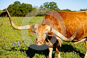 Beautiful longhorn bull