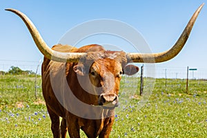 Beautiful longhorn bull photo