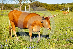 Beautiful longhorn cow
