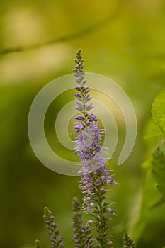 A beautiful longleaf speedwell flowering in a summer meadow.