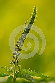 A beautiful longleaf speedwell flowering in a summer meadow.