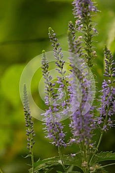 A beautiful longleaf speedwell flowering in a summer meadow.