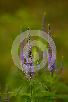 A beautiful longleaf speedwell flowering in a summer meadow.