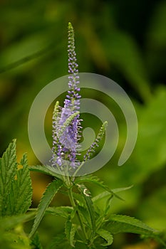 A beautiful longleaf speedwell flowering in a summer meadow.