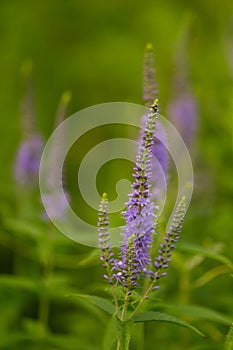 A beautiful longleaf speedwell flowering in a summer meadow.