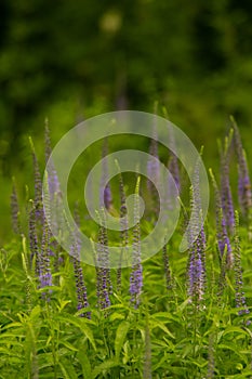 A beautiful longleaf speedwell flowering in a summer meadow.