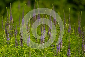 A beautiful longleaf speedwell flowering in a summer meadow.
