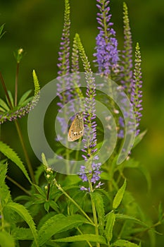 A beautiful longleaf speedwell flowering in a summer meadow.