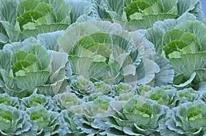 Beautiful longlived cabbages
