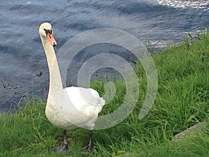Beautiful lonly swan by the river.