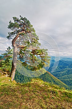 beautiful look on the Foothills of Caucasus