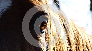 A beautiful look horse photo
