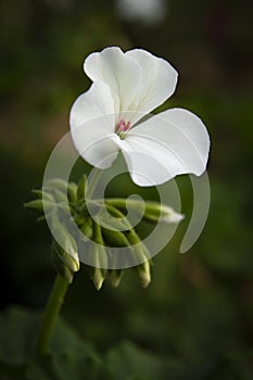 Beautiful looked white wildflower close-up picture