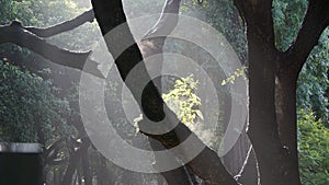 Beautiful Looking Background of a Branch of a Tree at Cubbon Park, Bangalore, India.