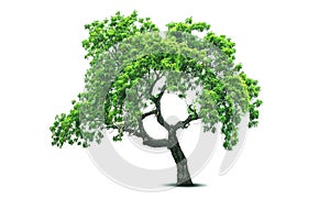 Beautiful looking big tree isolated on white background