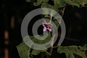 Beautiful looking Eggplant Flower or Aubergine