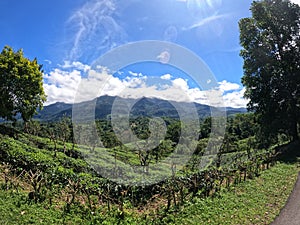 beautiful looking tea industry in the hills under a beautiful sky