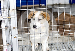 Beautiful lop-eared dog in a cage in the shelter