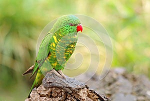 Beautiful lorikeet parrot Trichoglossus chlorolepidotus