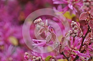 Beautiful Loropetalum Chinense