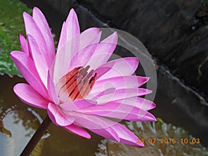 Beautiful Lotus